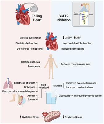 Impact of sodium-glucose cotransporter-2 inhibitor use on peak VO2 in advanced heart failure patients